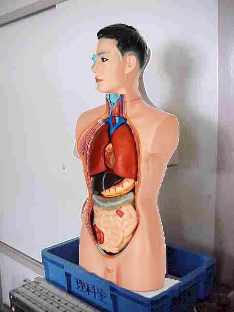 ペニス無し人体模型