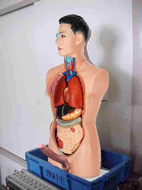 ペニス生え人体模型