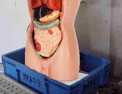 ペニス無し模型